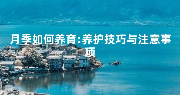 月季如何养育:养护技巧与注意事项