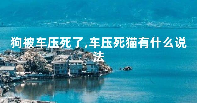 狗被车压死了,车压死猫有什么说法