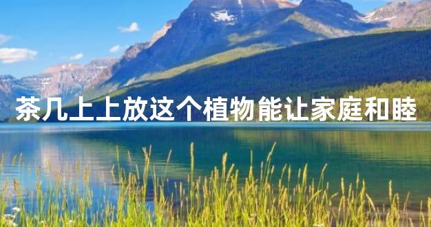 茶几上上放这个植物能让家庭和睦