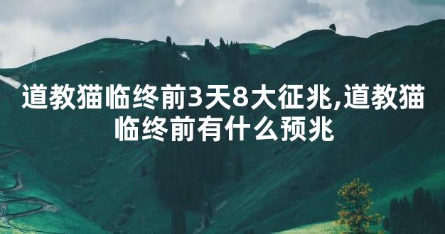 道教猫临终前3天8大征兆,道教猫临终前有什么预兆