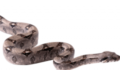 世界第一巨蛇 一次繁殖上百条 有人葬身蛇肚