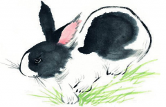 属兔带财运的微信网名 生肖兔可以旺财的昵称