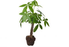 四种可以驱邪的植物，是适宜的家旁种植之物