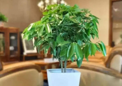 办公风水植物怎么选？若想办公室风水，5点知识先掌握